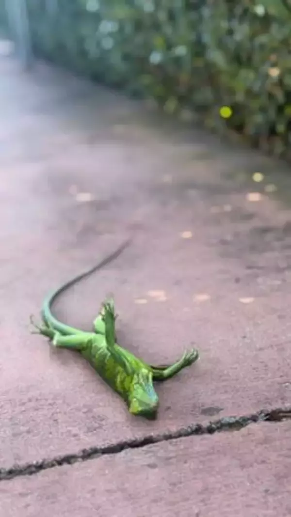 記録的な寒波の米フロリダ州、「凍って」落ちたイグアナの回収呼びかけ