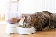 キャットフードから重金属、99%で鉛検出　農薬やプラスチック関係の化学物質も　米調査