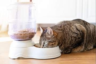 キャットフードから重金属、99%で鉛検出　農薬やプラスチック関係の化学物質も　米調査