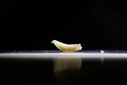 生肉食べる寄生バエの幼虫、米テキサス州の子牛から確認　食料生産に重大脅威か