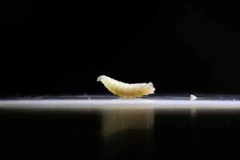 生肉食べる寄生バエの幼虫、米テキサス州の子牛から確認　食料生産に重大脅威か