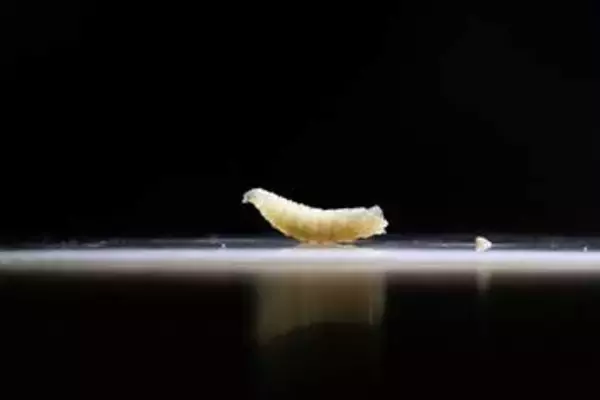 生肉食べる寄生バエの幼虫、米テキサス州の子牛から確認　食料生産に重大脅威か