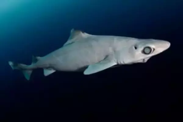 化粧品のために乱獲される深海ザメ、新たな規制で救えるか