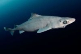 化粧品のために乱獲される深海ザメ、新たな規制で救えるか
