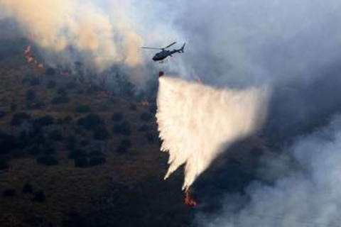 イタリア南部で山火事、猫たちを放火に利用　尾に可燃性液体染みた布くくりつけ