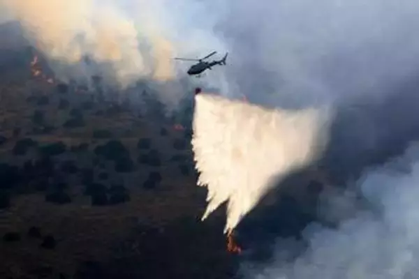 イタリア南部で山火事、猫たちを放火に利用　尾に可燃性液体染みた布くくりつけ