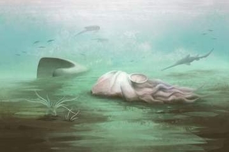 「世界最古のタコ」はタコじゃなかった　3億年前の化石、オウムガイの仲間と判明
