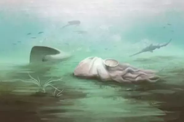 「世界最古のタコ」はタコじゃなかった　3億年前の化石、オウムガイの仲間と判明