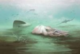 「世界最古のタコ」はタコじゃなかった　3億年前の化石、オウムガイの仲間と判明