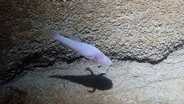 新たに発見された「悪魔の洞窟魚」、世界有数の希少な魚か　半透明の体色