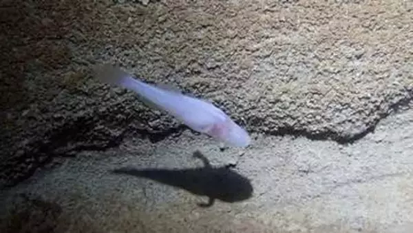 新たに発見された「悪魔の洞窟魚」、世界有数の希少な魚か　半透明の体色