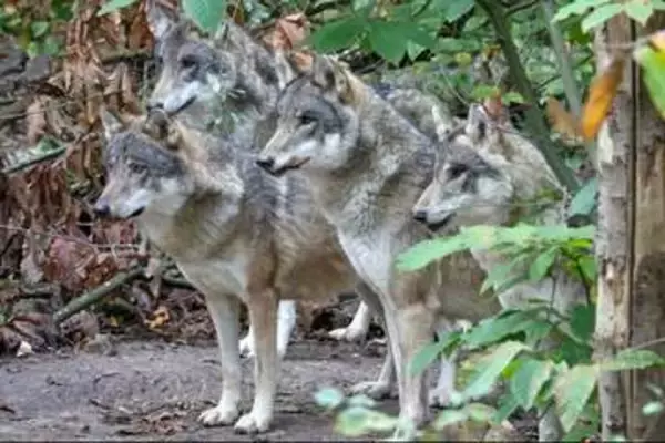 オオカミ同士が殺し合い、群れの全頭を安楽死させる結果に　英野生動物公園