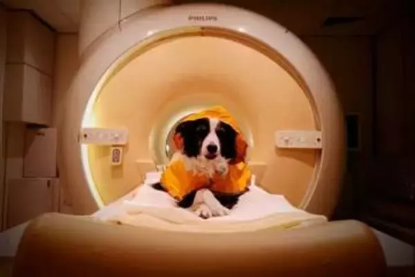 犬は人間の喜怒哀楽を表情のみで理解、脳スキャン用いた研究が示唆