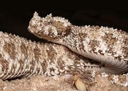 「クモ」そっくりの尾を持つヘビ、小刻みな動きで獲物おびき寄せる　X線で見た内部は？