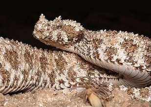 「クモ」そっくりの尾を持つヘビ、小刻みな動きで獲物おびき寄せる　X線で見た内部は？
