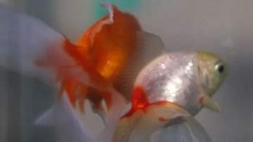 金魚は「感受性を持つ存在」、裁判所が「権利」認める　アルゼンチン