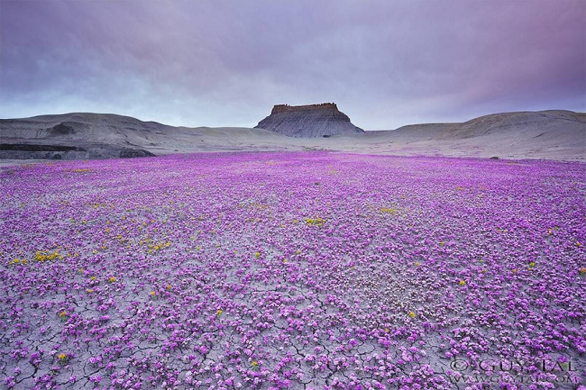 砂漠が一瞬だけ花畑になる 奇跡の光景 14年6月26日 エキサイトニュース