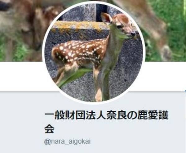 奈良のシカ愛護団体 子鹿には絶対に触らないで 呼びかけ 人間の匂いが付くと母鹿が子育てしなくなる 2019年5月27日 エキサイトニュース