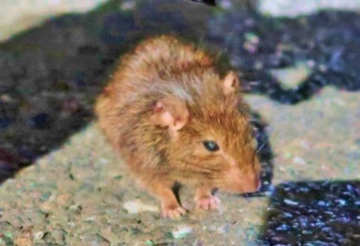 識者に聞く 東京の最新ネズミ事情 ファミマのネズミ駆除は 1か月はかかりそう 19年8月9日 エキサイトニュース