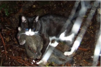 猫3000頭が殺処分される？　奄美大島の"ノネコ管理計画"に動物保護団体が猛反発