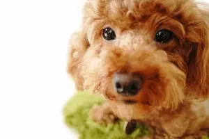 サマーカットしたトイプードルの姿に反響 昼飯吹き出した の声が上がった理由とは 21年5月8日 エキサイトニュース サマーカットしたトイプードルの姿に反響 昼飯吹き出した の声が上がった理由とは 21年5月8日 エキサイトニュース