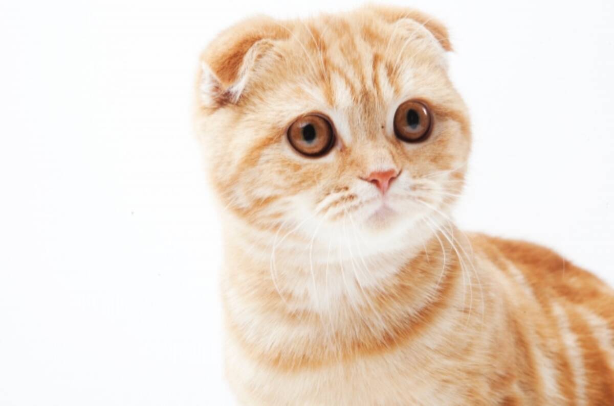 人気猫種ランキング スコティッシュ フォールド が連覇 マンチカン ロシアンブルー などが上位に 年2月21日 エキサイトニュース
