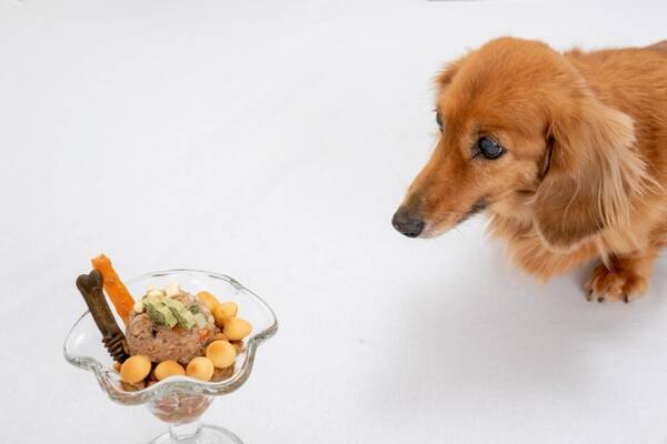 気をつけて ペットの誤飲 犬は チョコ 薬 猫は ビニール ゴム など ともに ネギ類 も注意 年5月29日 エキサイトニュース