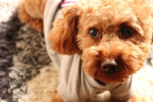 激安 格安の子犬販売 子犬販売 ブリーダー直販専門 ドッグフィールド