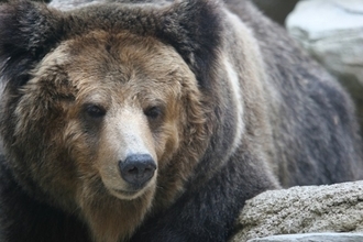 「若者の狩猟離れ」が深刻化　クマ駆除に支障きたす可能性、猟友会は会員確保に奔走中