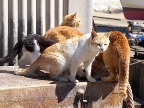 猫の不妊・去勢は人間のエゴなのか？ "猫の島"の青島で全猫に手術、猫を増やさない努力も必要だ