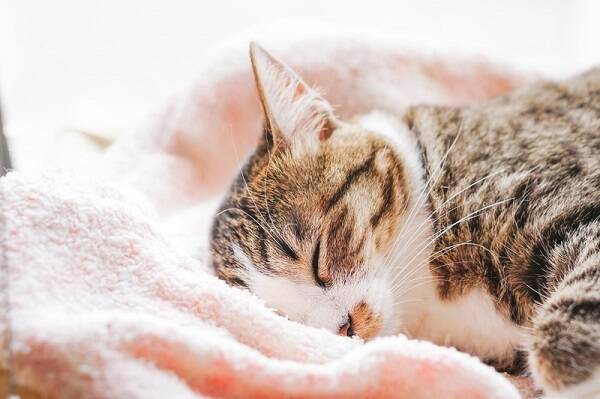 亡くなったはずの猫がごはんを食べに来る ペットの死を受け止められない飼い主へのアンサーが 優しすぎる とネット民感涙 18年7月24日 エキサイトニュース