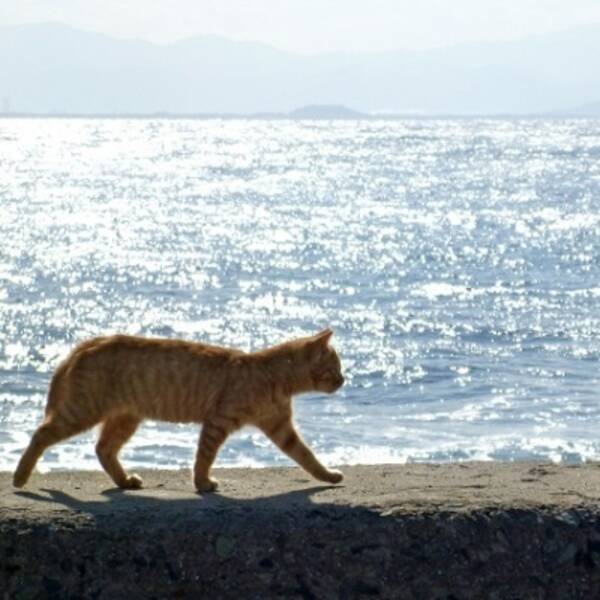 猫の島 青島 全210匹の猫に不妊 去勢手術実施 猫捕獲のため 観光客の方は実施期間を避けてご来島ください 18年8月28日 エキサイトニュース