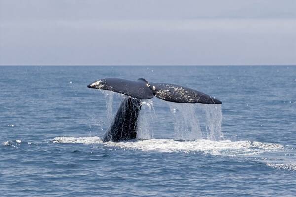 知床遊覧船の沈没原因 社長の主張 クジラの可能性 はあり得る 過去の衝突事故を調べてみると 22年5月2日 エキサイトニュース