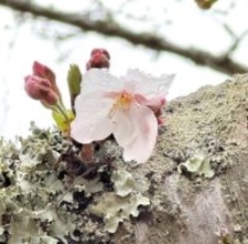 館山、ようやく春の訪れ　城山公園で桜開花　昨年と比べ１４日遅く
