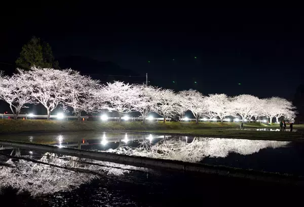 春の水田、浮かぶ１００本　いすみ　闇夜に桜、光まとい