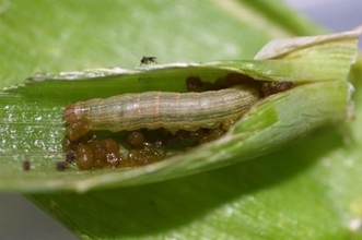 ガの幼虫大量発生　千葉県が注意報、野菜の被害懸念