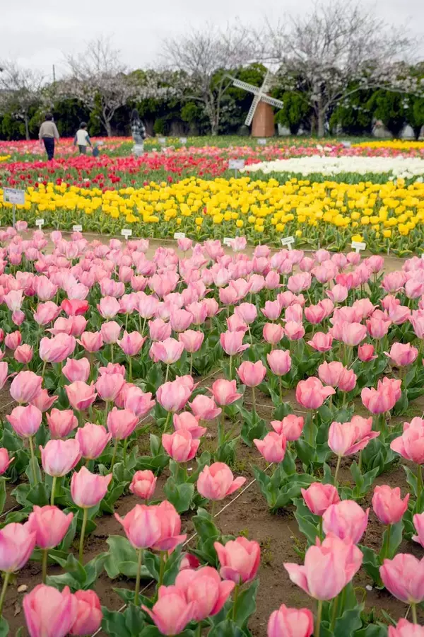 彩り豊かに広がる　市民が植えた５万本、次々と　チューリップ祭り　匝瑳市