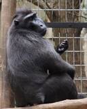 「さよなら「ジョニー」　１７歳クロザル天国へ　千葉市動物公園」の画像1