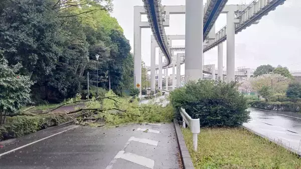 【速報】千葉で倒木も…県内で強風や高波、急な強い雨、落雷に注意　気象庁