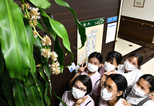 「幸福の木」咲いた！　ドラセナ初開花にびっくり　香取・栗源病院　職員「咲くこと自体知らなかった」