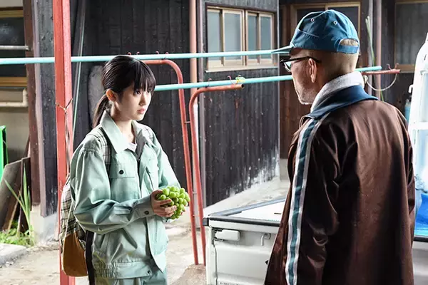 「『しあわせのマスカット』レビュー：マスカット和菓子をめぐるヒロインと頑固オヤジの心の交流」の画像