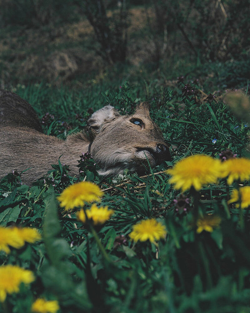 新進写真家発掘フォトコンテスト『ZOOMS JAPAN』グランプリは丹野雄二『身土不二』