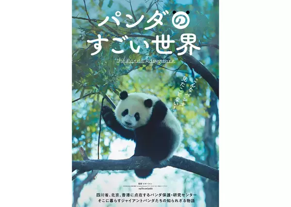 ジャイアントパンダの一生に迫るドキュメンタリー映画『パンダのすごい世界』2月6日公開