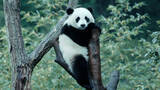 「ジャイアントパンダの一生に迫るドキュメンタリー映画『パンダのすごい世界』2月6日公開」の画像2