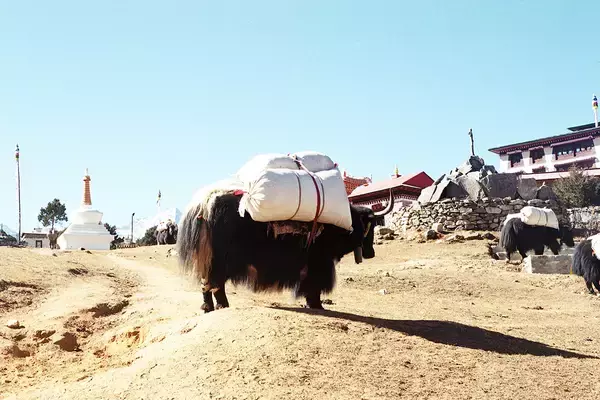 「鈴木渉の作品展『Everest Eats』が1月30日から開催。「エベレスト街道」で出会った食と風景」の画像