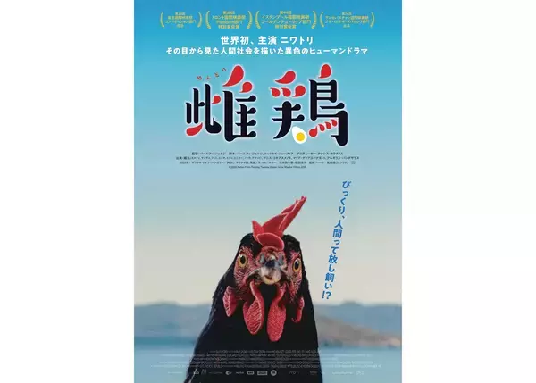 ニワトリの目を通して現代ヨーロッパ社会を描く。パールフィ・ジョルジ監督『雌鶏』9月25日公開