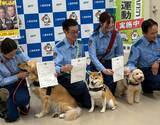 「【話題】可愛すぎる警察犬トリオ! 柴犬・ゴールデンレトリバー・トイプードルが三重県警で活躍中 - 癒しパワーを生かした任務とは?」の画像1