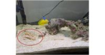 東北大、竹と生分解性ポリマーを積層した高強度な新材料を開発