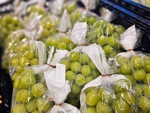 異色の“二毛作”シャインマスカット! 渋谷で“極旬”ぶどう狩り体験、今だけポップアップ開催中