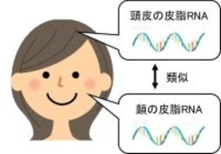 花王、顔と頭皮の皮脂中に含まれるRNAの発現パターンが類似することを発見